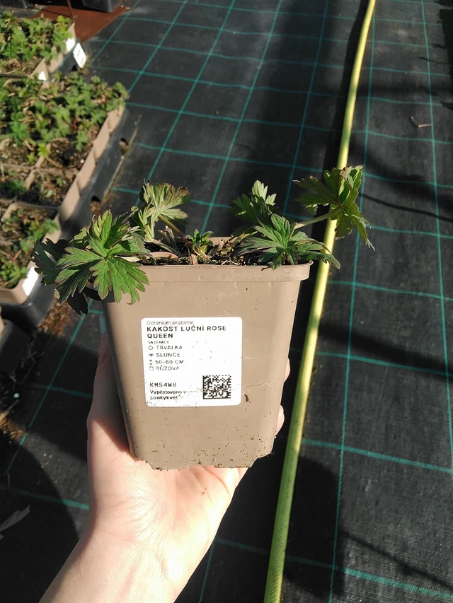 Kyläkurjenpolvi Rose Queen - 7. 4. 2026