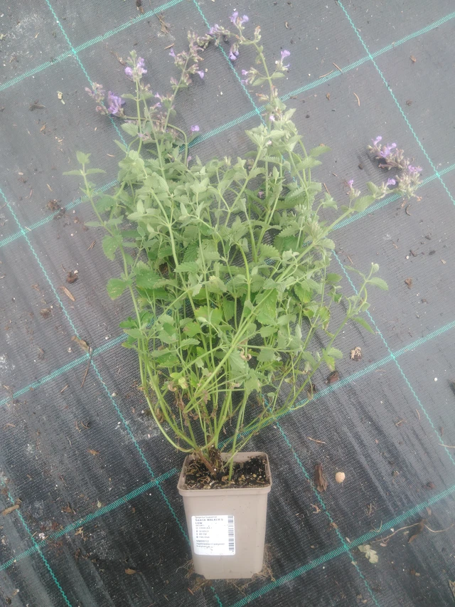 Kissanminttu Walker’s Low - 2024