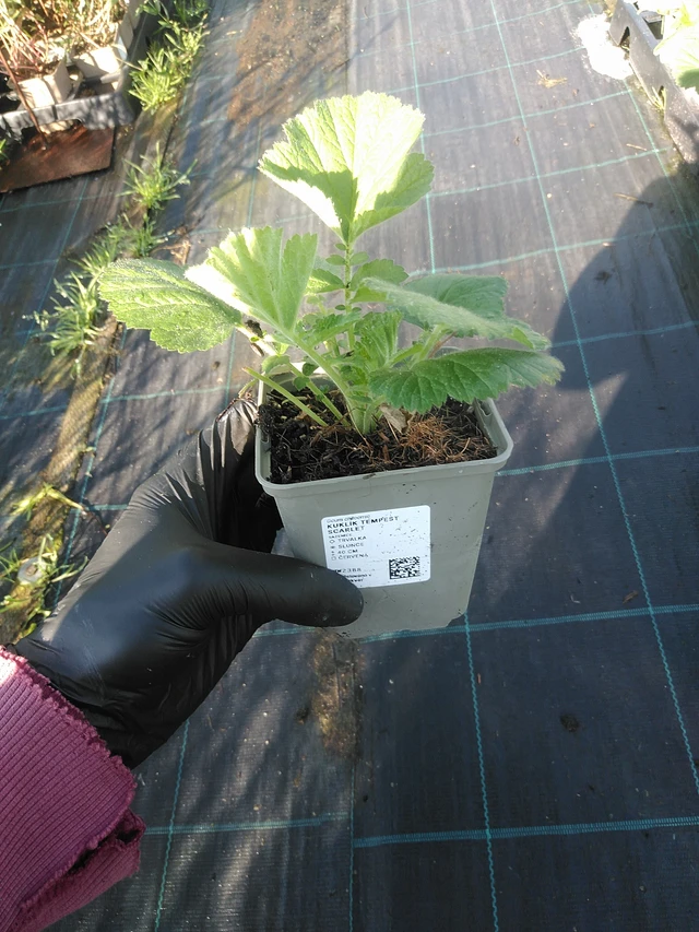 Geum Tempest Scarlet - 1. 9. 2025