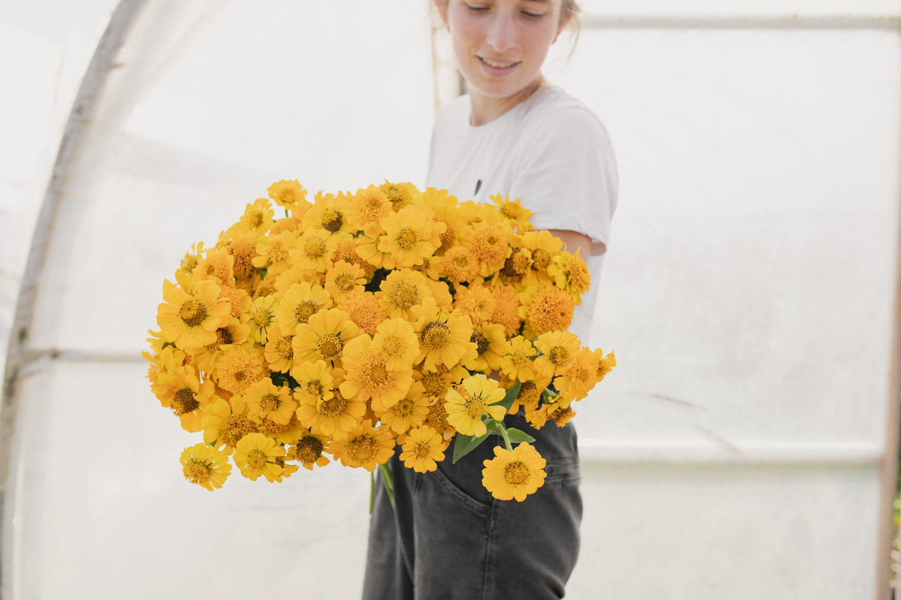 Pruudisõlg Zinderella Yellow, Loukykvět