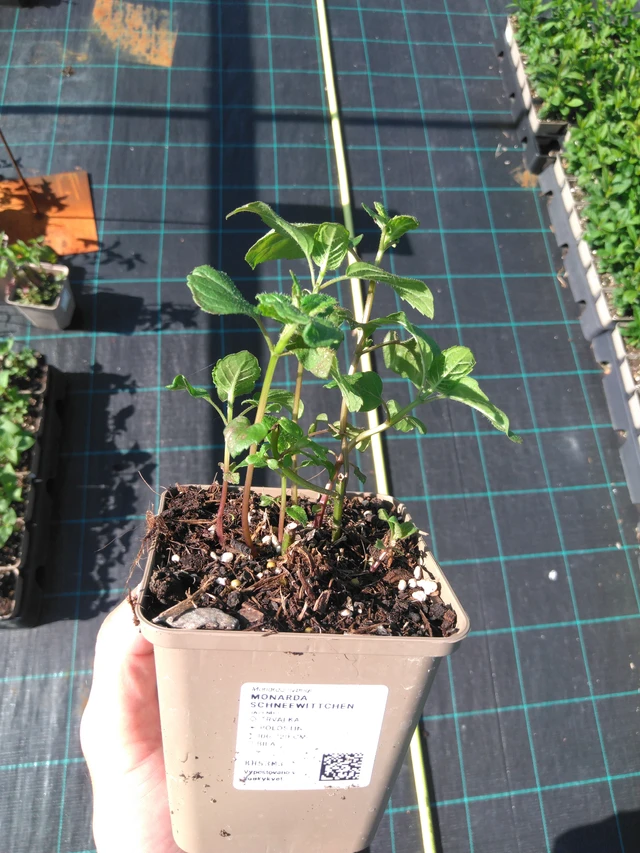 Väriminttu Schneewittchen - 20. 6. 2025