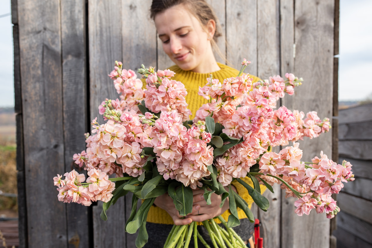 Levkoija Katz Apricot, Loukykvět