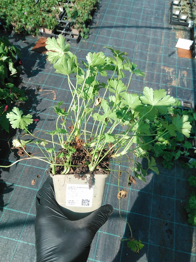 Peittokurjenpolvi Biokovo - 19. 8. 2025