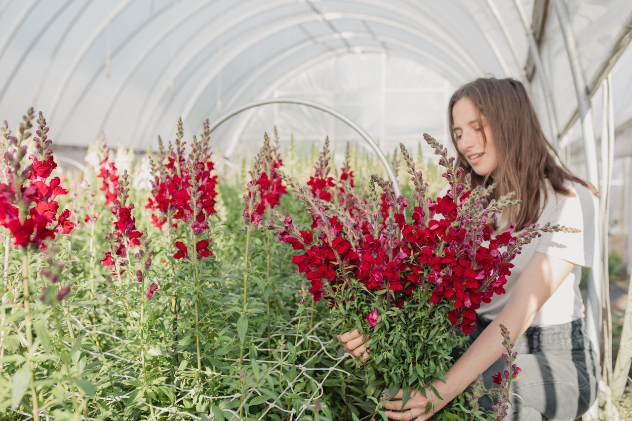 Leeuwenbek Costa Velvet, Loukykvět