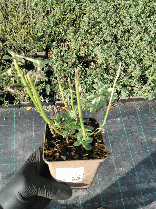 Kissanminttu Walker’s Low - 31. 10. 2025