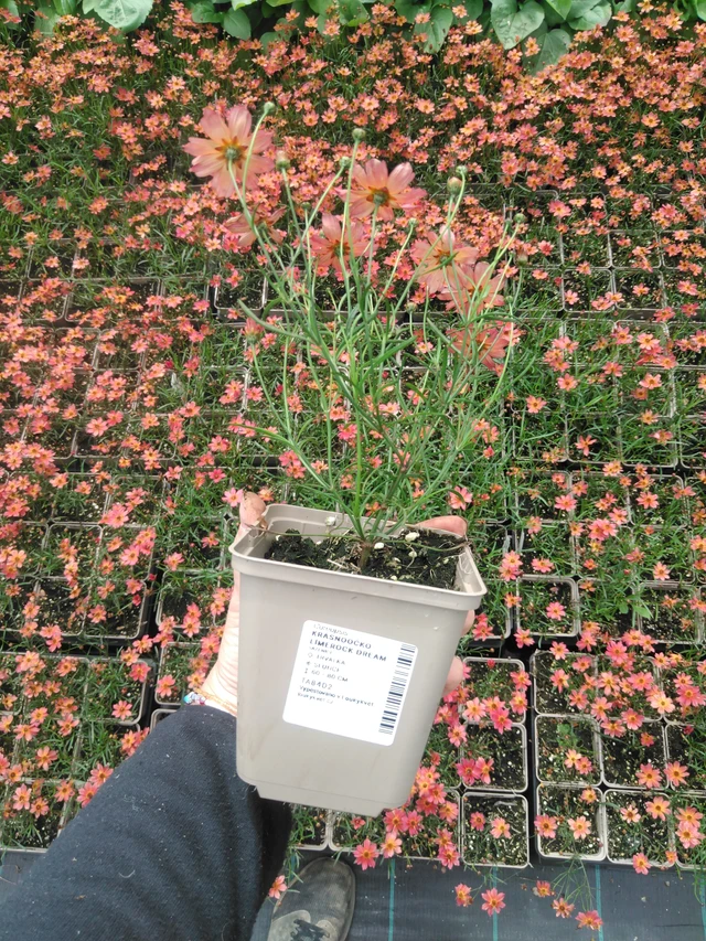 Coreopsis Limerock Dream - 2024