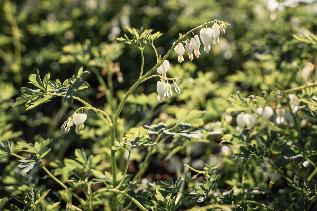 Corazón de María Alba, Loukykvět