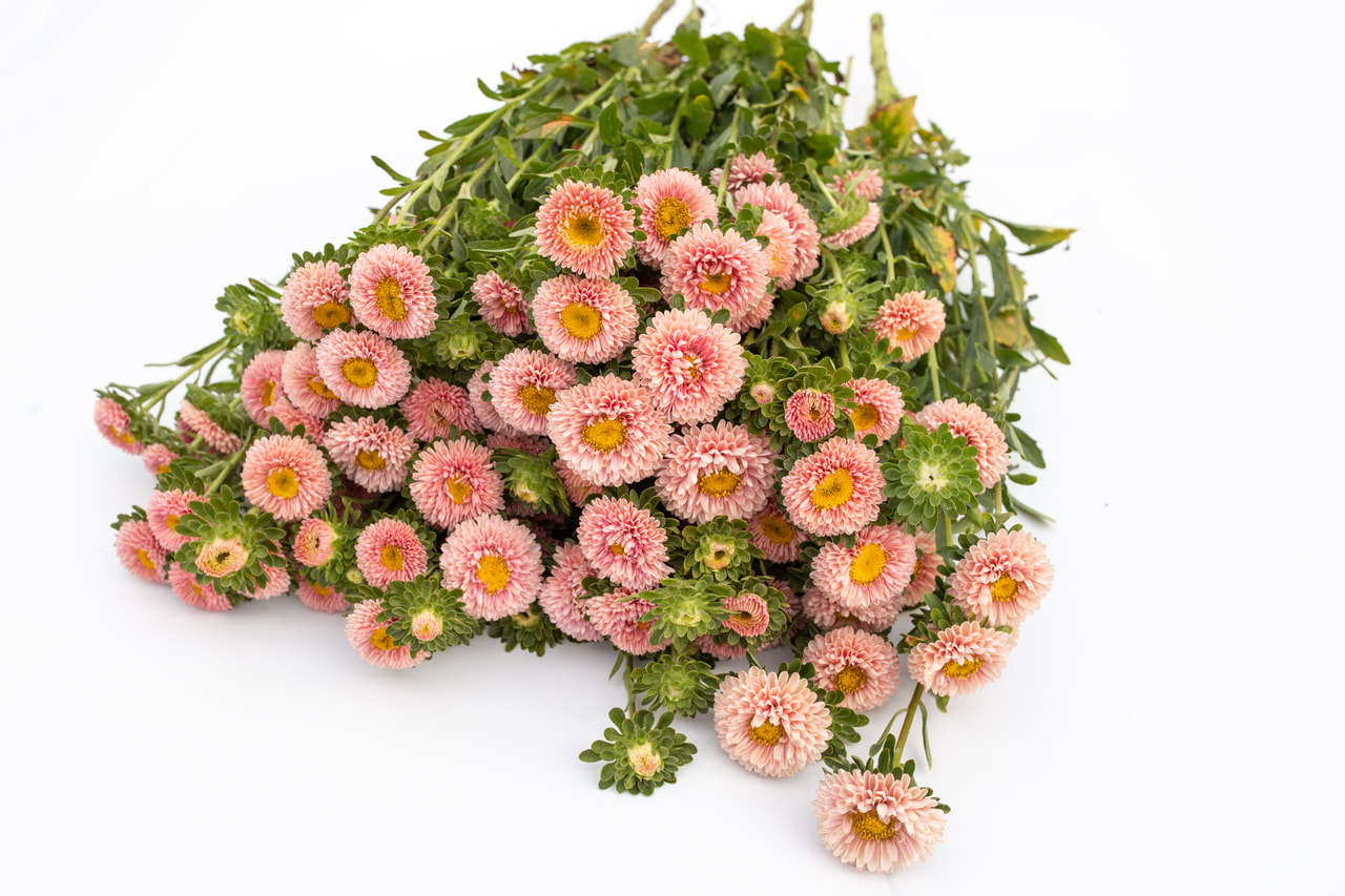 Kiinanasteri Matsumoto Apricot, Loukykvět