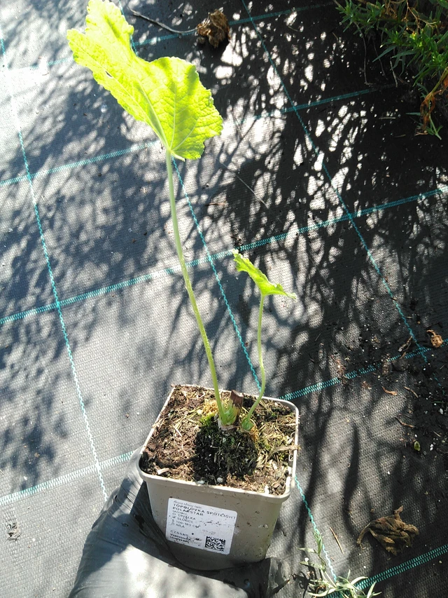 Salkoruusu Spotlight Polarstar - 19. 8. 2025