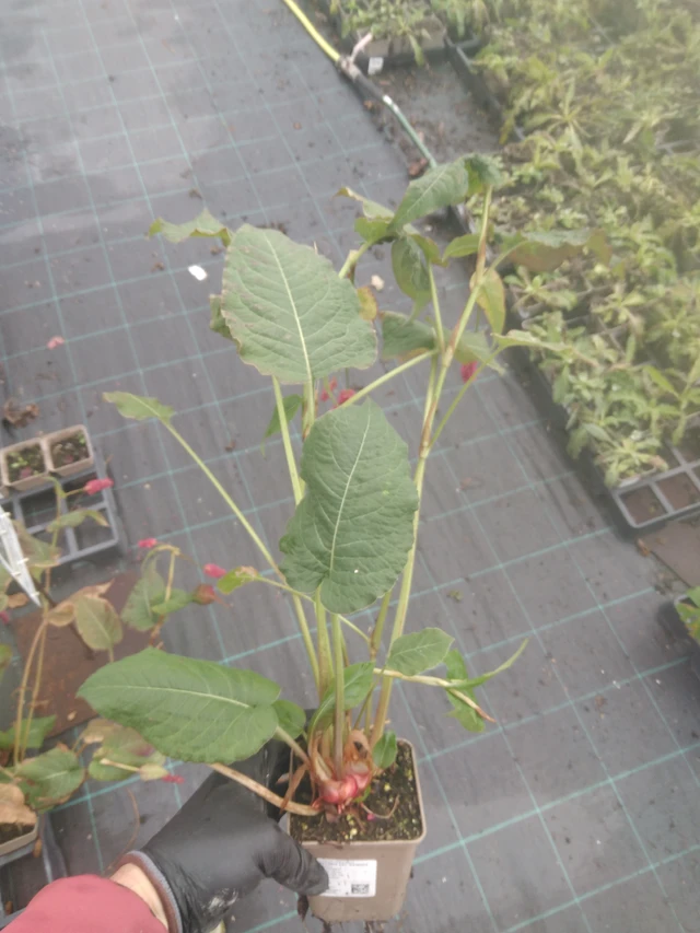 Konnantatar Fat Domino - 23. 10. 2025