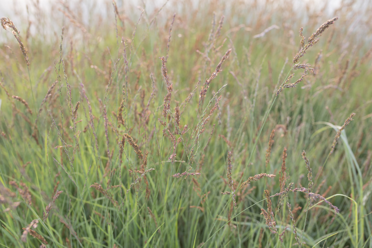 Siniheinä Heidezwerg, Loukykvět