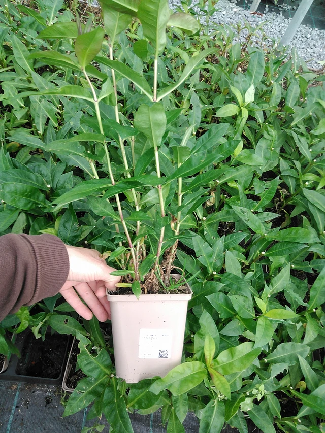 Syysleimu Sweet Summer Fragrance - 9. 6. 2025