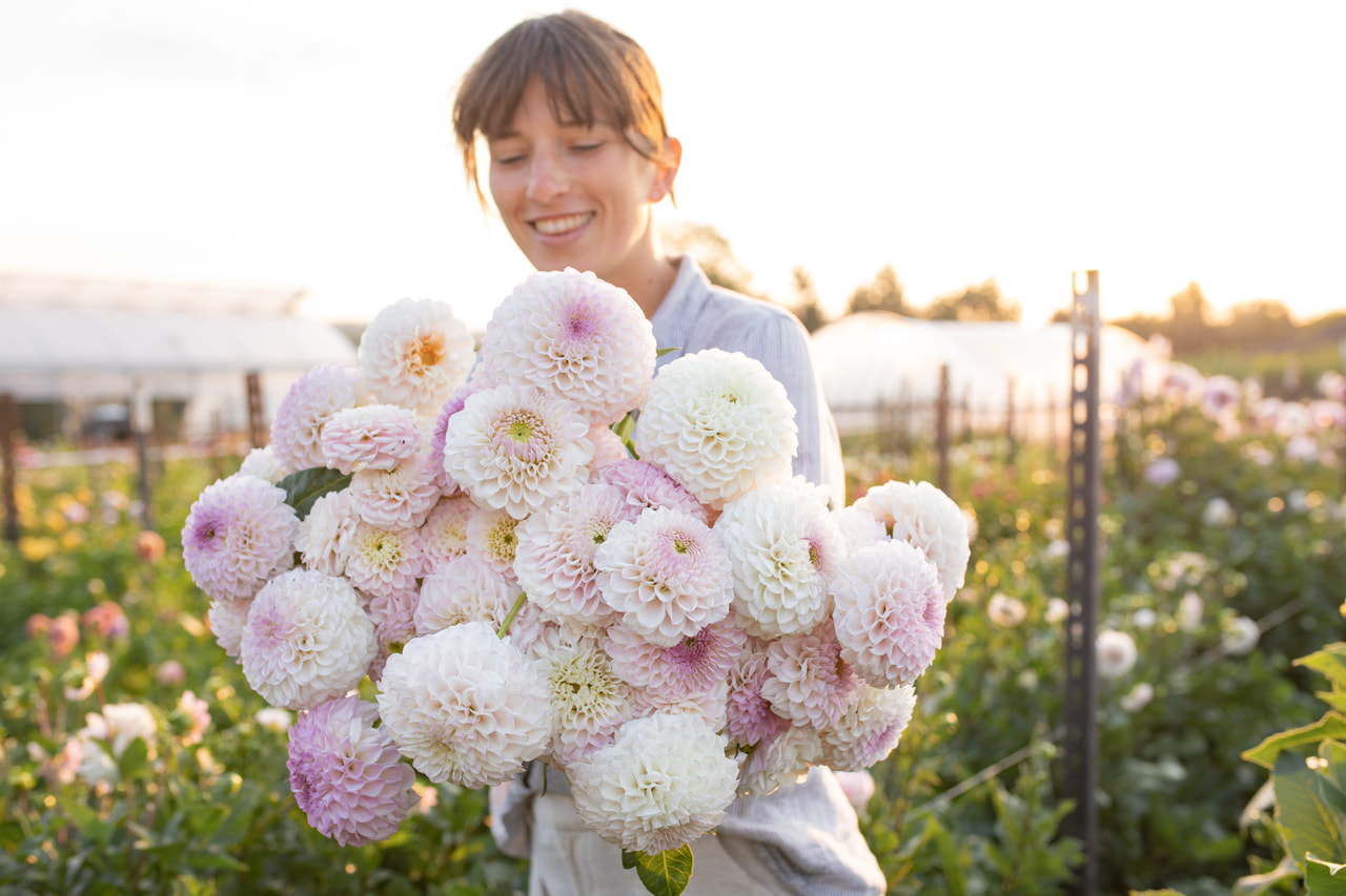 Daalia Pink Pearl, Loukykvět
