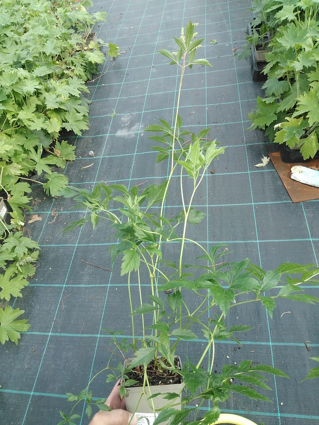 Jaloangervo Peaches and Cream - 24. 6. 2025