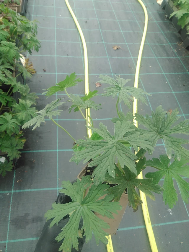 Kyläkurjenpolvi Striatum - 10. 9. 2025