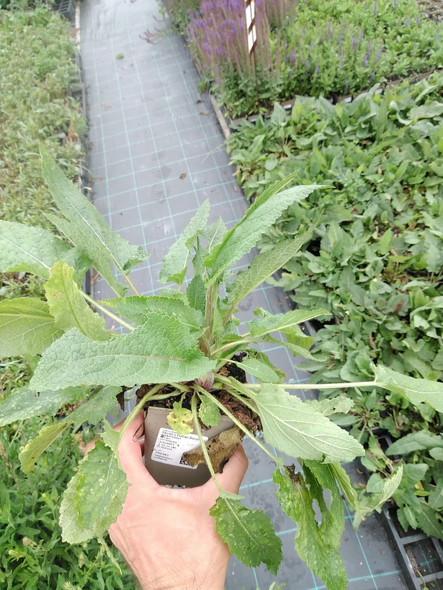 Salvia pratensis Rose Rhapsody - 21. 7. 2025