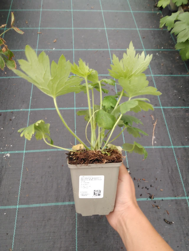 Espuela de caballero Benary’s Pacific King Arthur - 10. 9. 2025