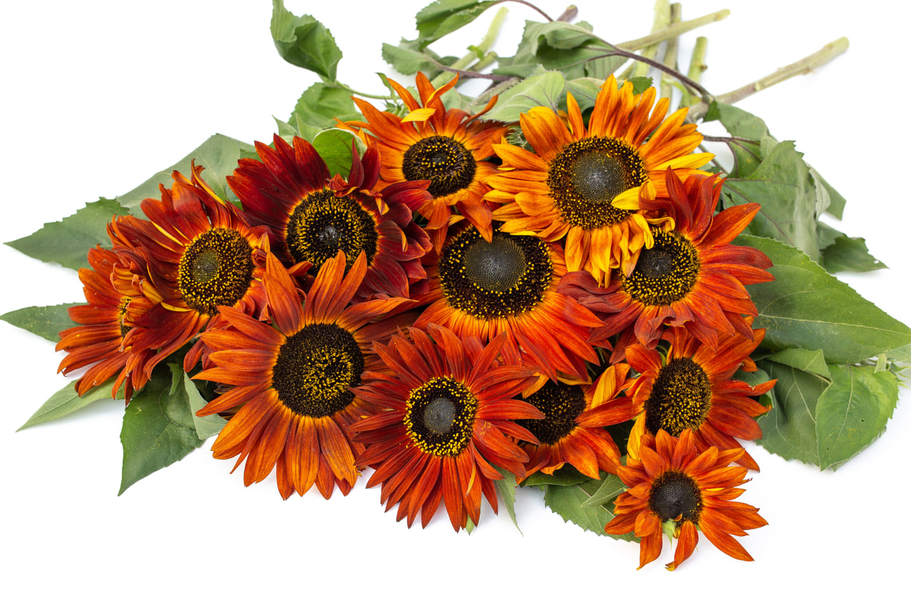 Zonnebloem Earthwalker, Loukykvět