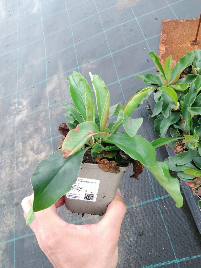 Hopeaikiviuhko - 28. 7. 2025