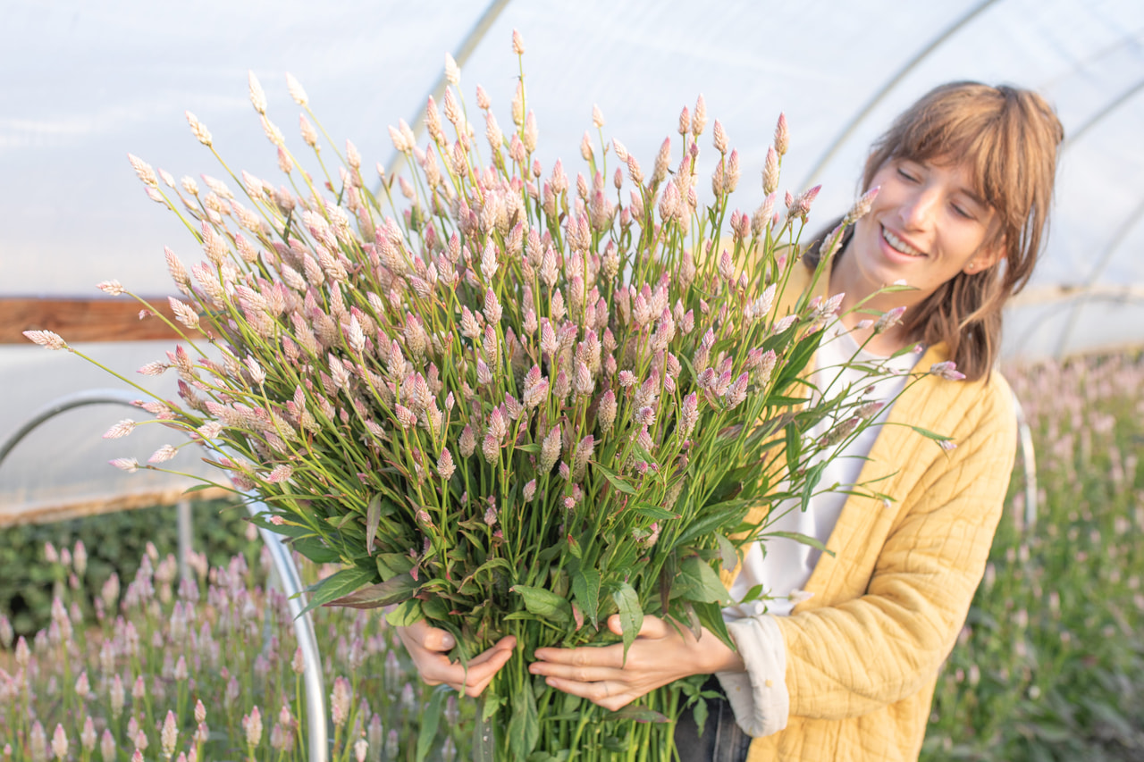 Celosía Xantippe, Loukykvět