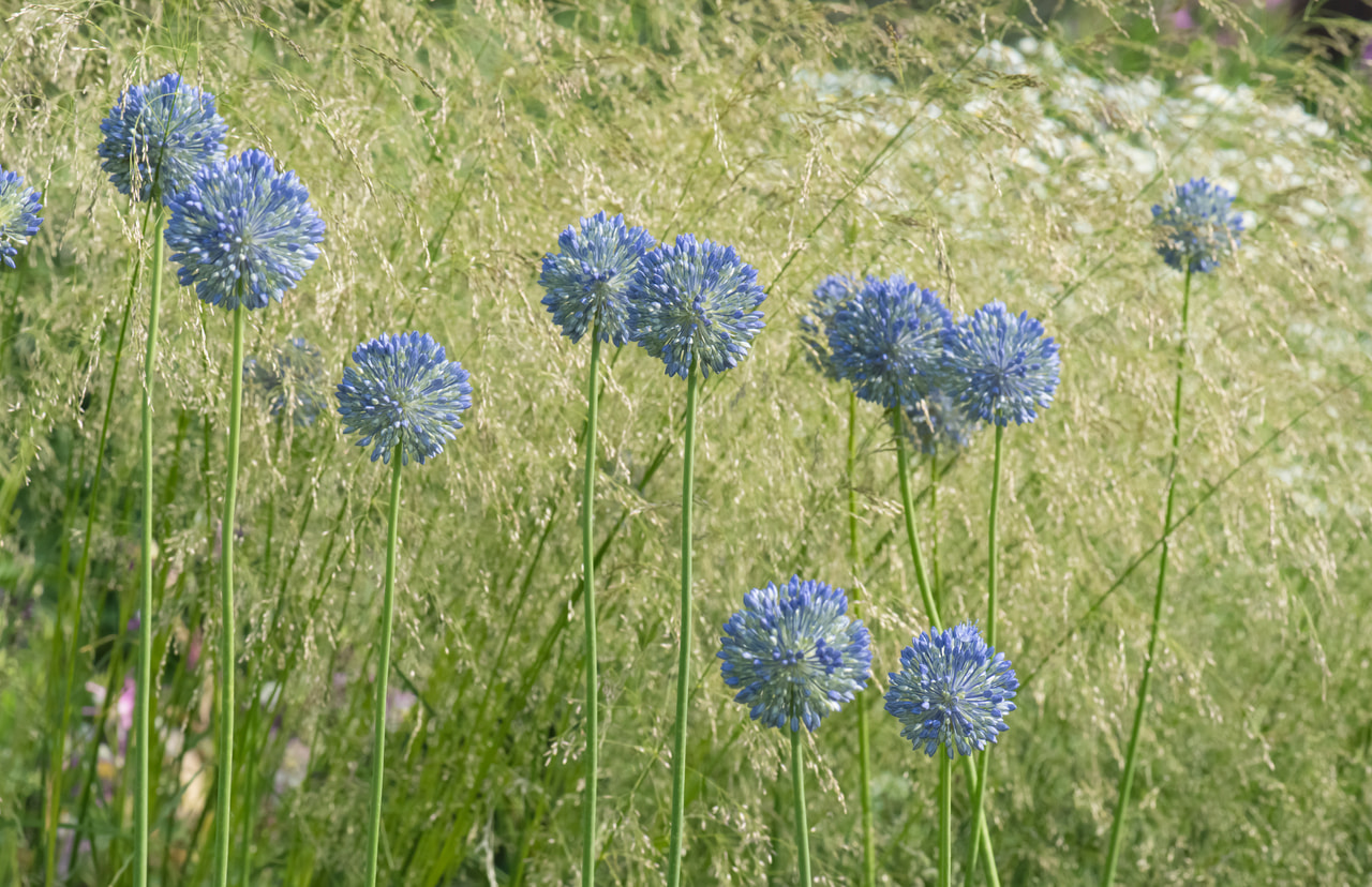 Allium caeruleum, Loukykvět
