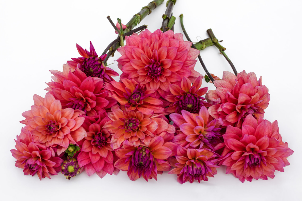 Jiřina Feline Yvonne, Loukykvět