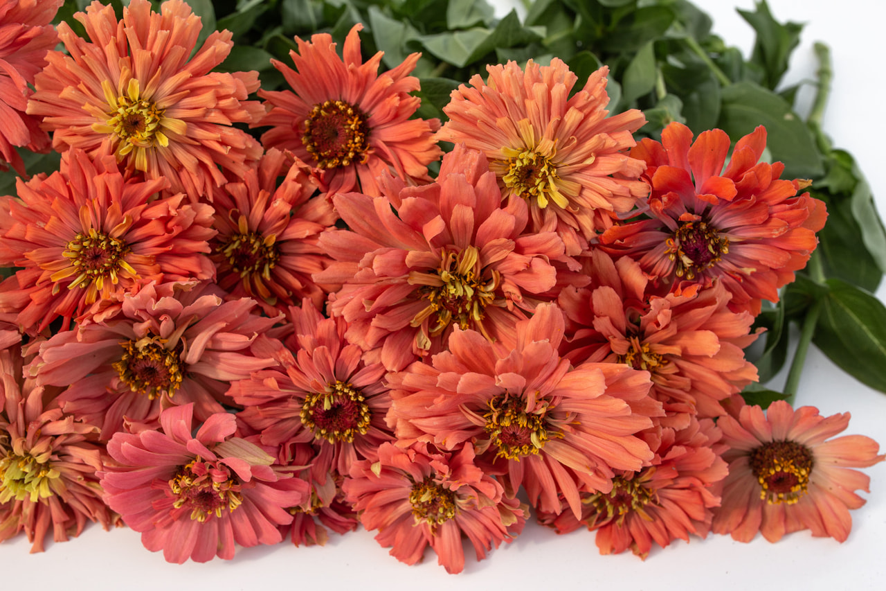 Zinnia Super Cactus Señorita, Loukykvět