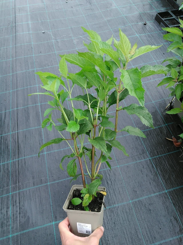 Punalatva Atropurpureum - 28. 7. 2025