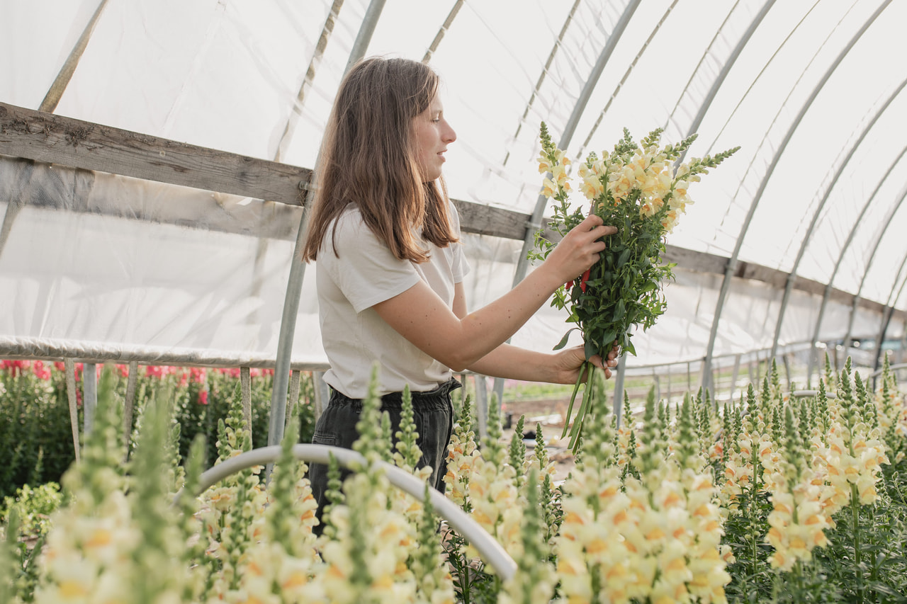 Leijonankita Costa Apricot, Loukykvět