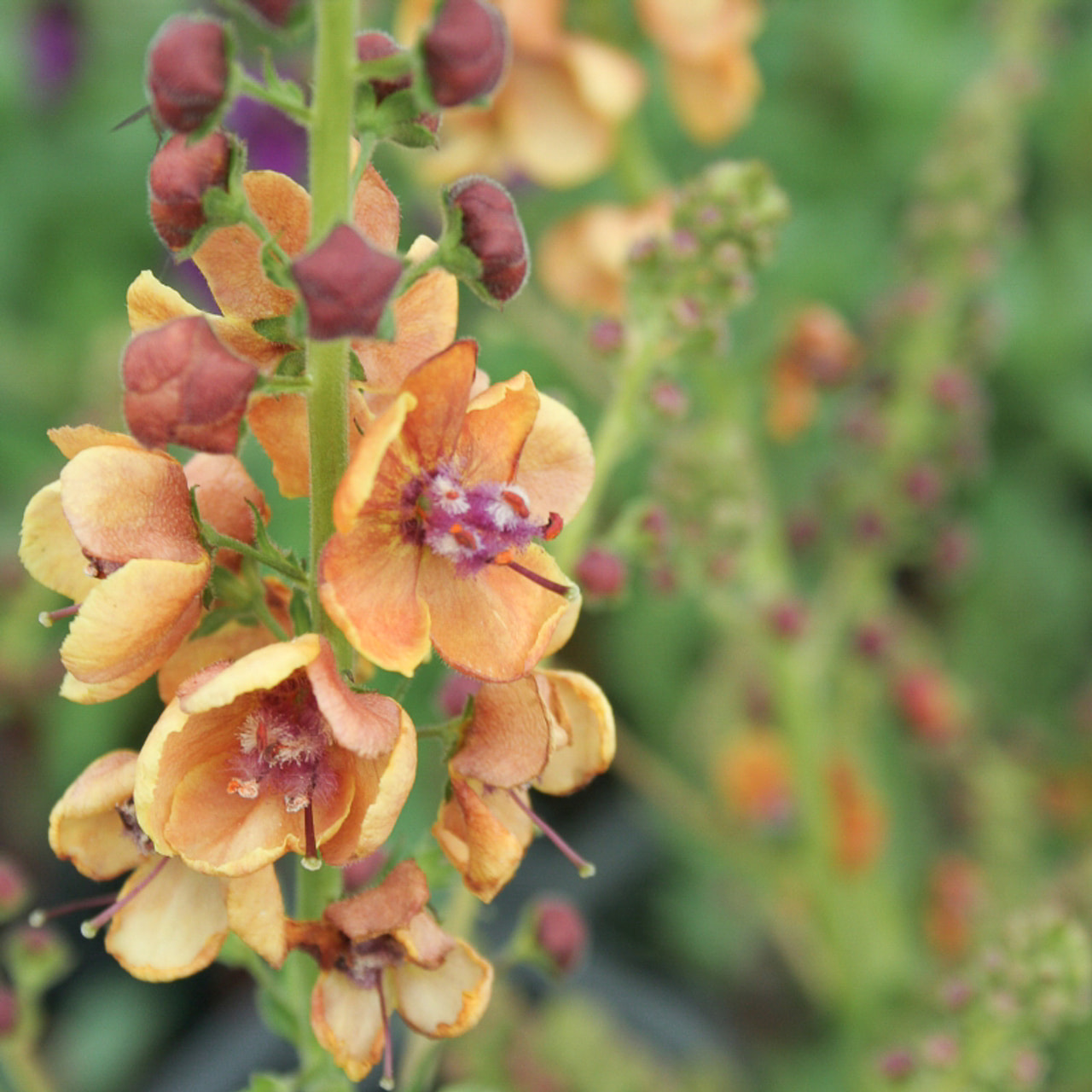 Verbascum Clementine, Loukykvět