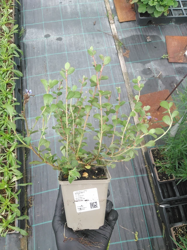 Lyijykukka - 4. 8. 2025