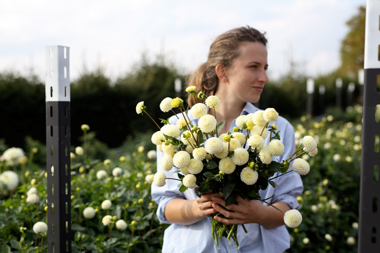 Daalia Small World, Loukykvět