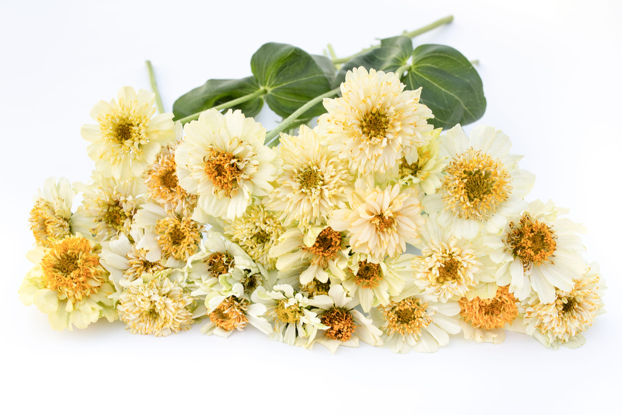 Tsinnia Cresto Cream, Loukykvět