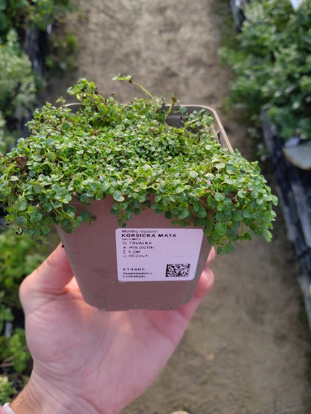 Korsikanminttu - 17. 9. 2025