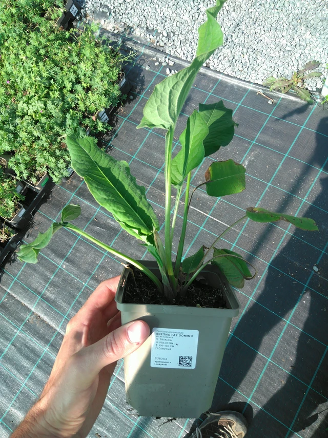 Konnantatar Fat Domino - 20. 6. 2025