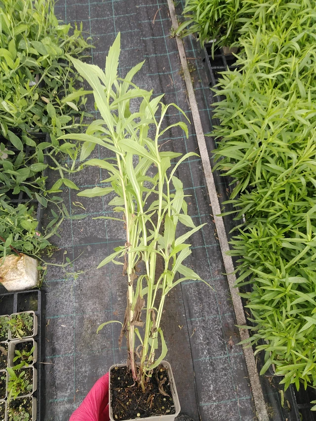 Hohdekukka Helena Red Shades - 29. 7. 2025