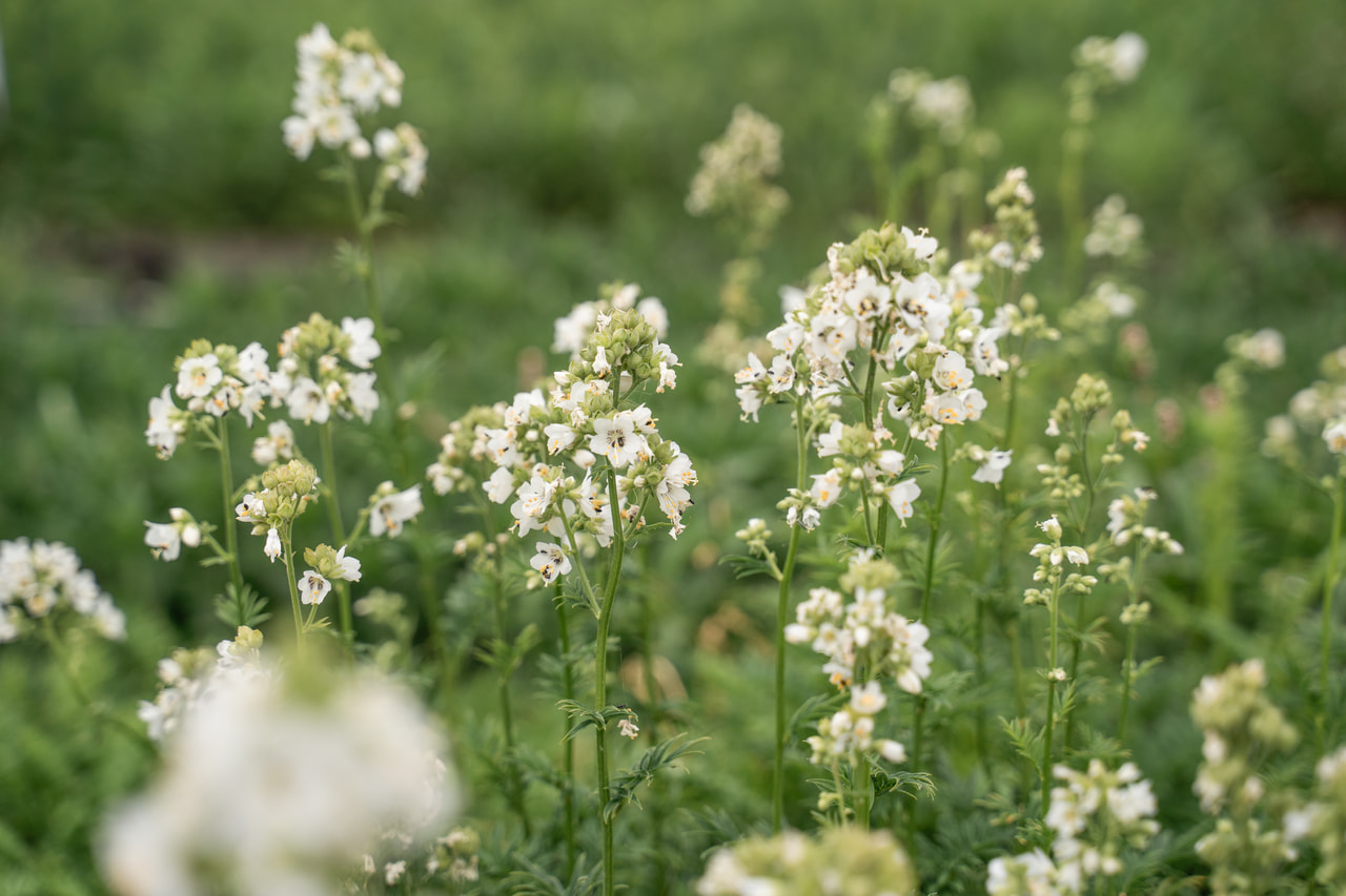 Sinilatva Filigree Clouds, Loukykvět