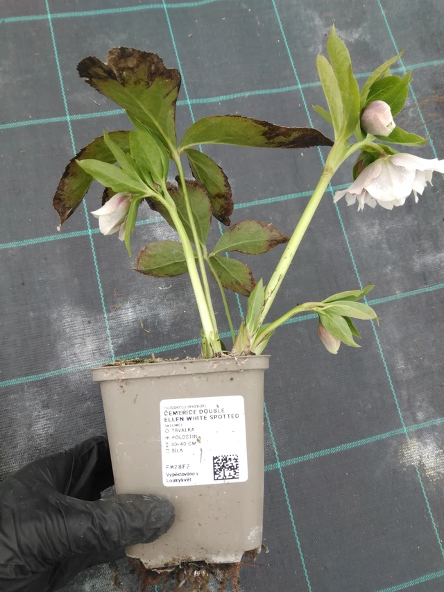 Jouluruusu Double Ellen White Spotted - 1. 4. 2026