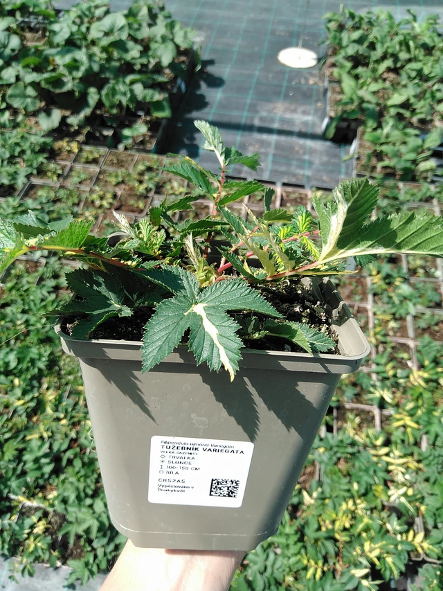 Filipendula Variegata - 13. 5. 2025