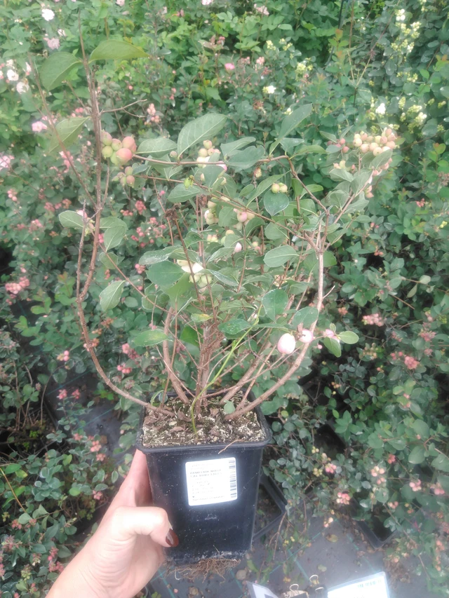 Lumimarja Magical Ruby Falls - 2024