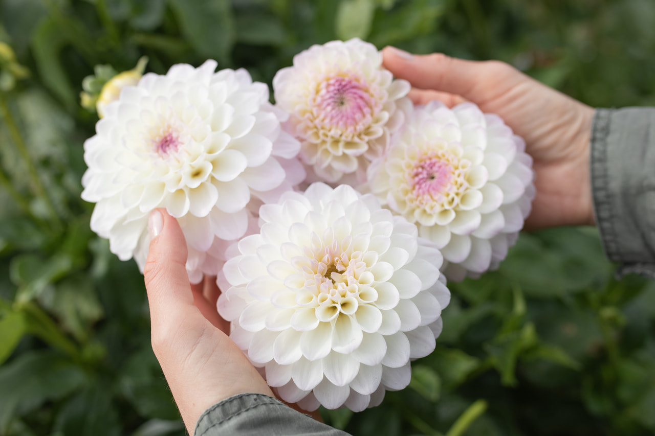 Daalia Smoothy, Loukykvět