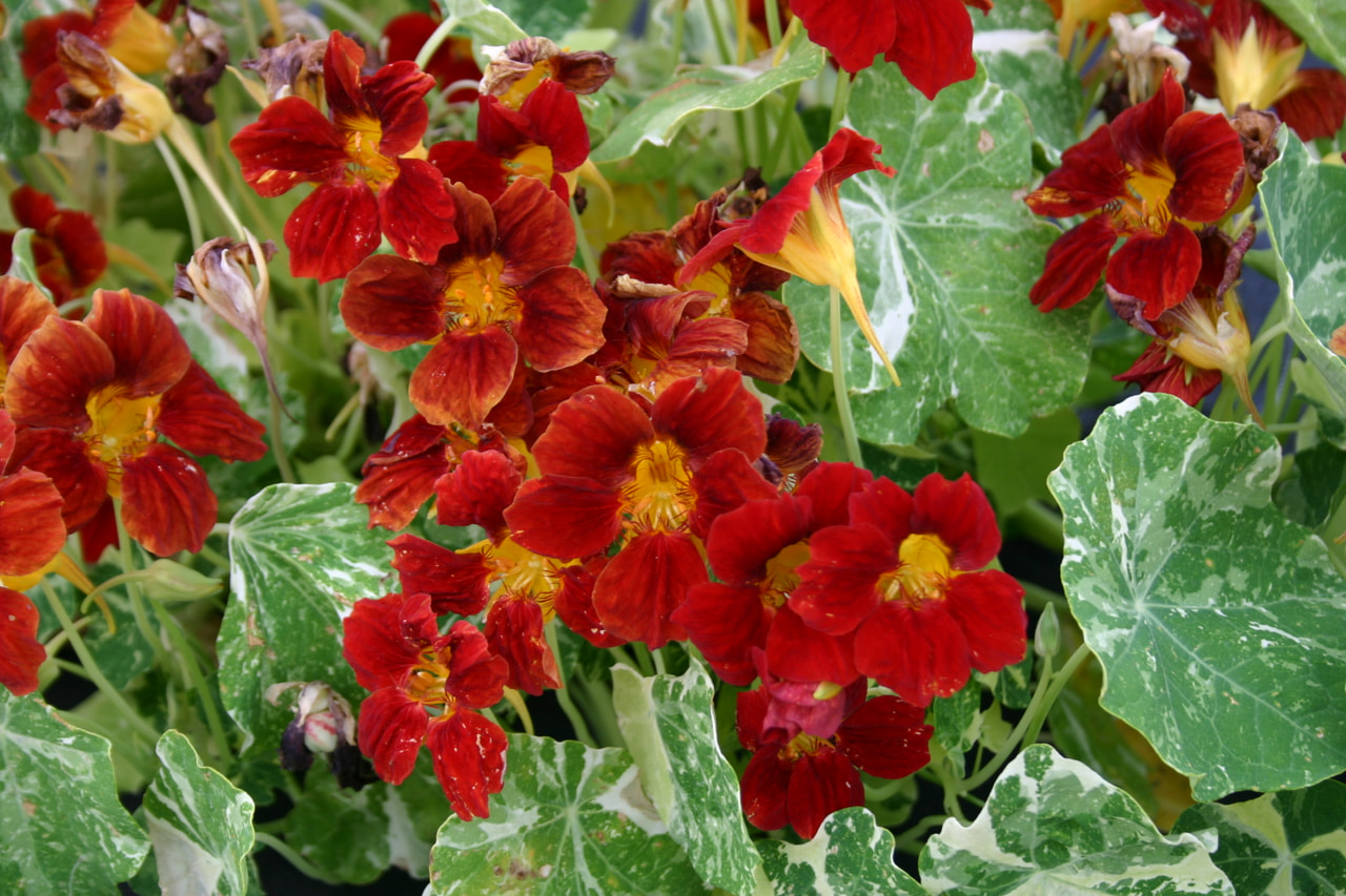 Capuchina Troika Velvet, Loukykvět