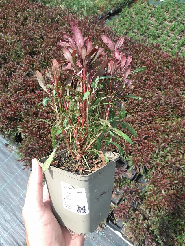 Prachtkaars Siskiyou Pink - 24. 6. 2025
