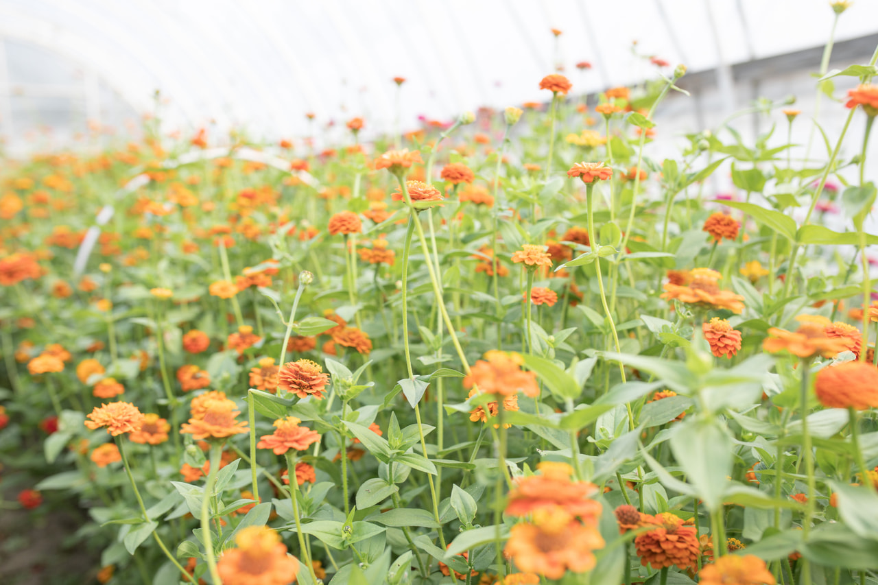 Zinnia Lilliput Orange, Loukykvět