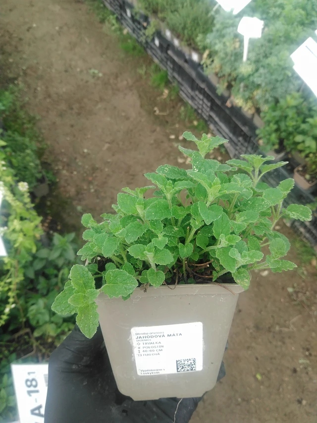 Mansikkaminttu - 10. 9. 2025