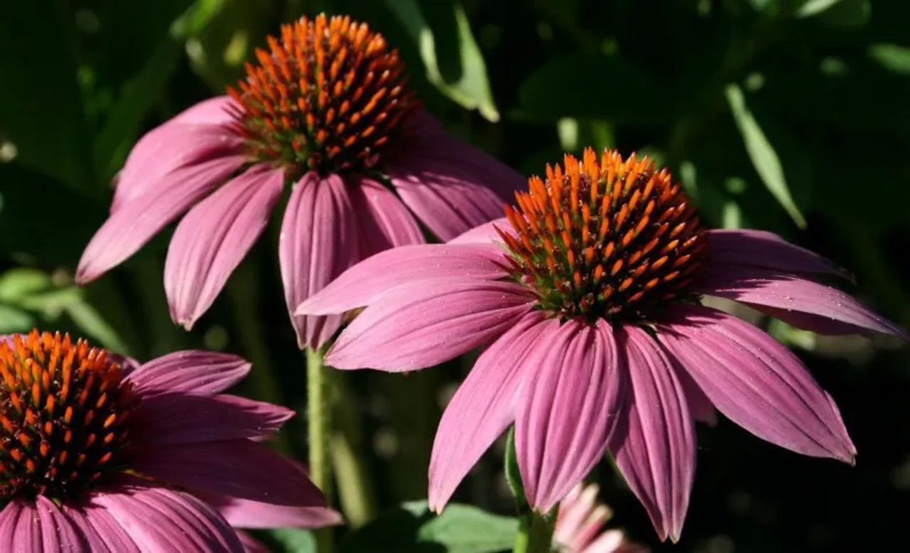 Echinacea PowWow Wild Berry, Loukykvět