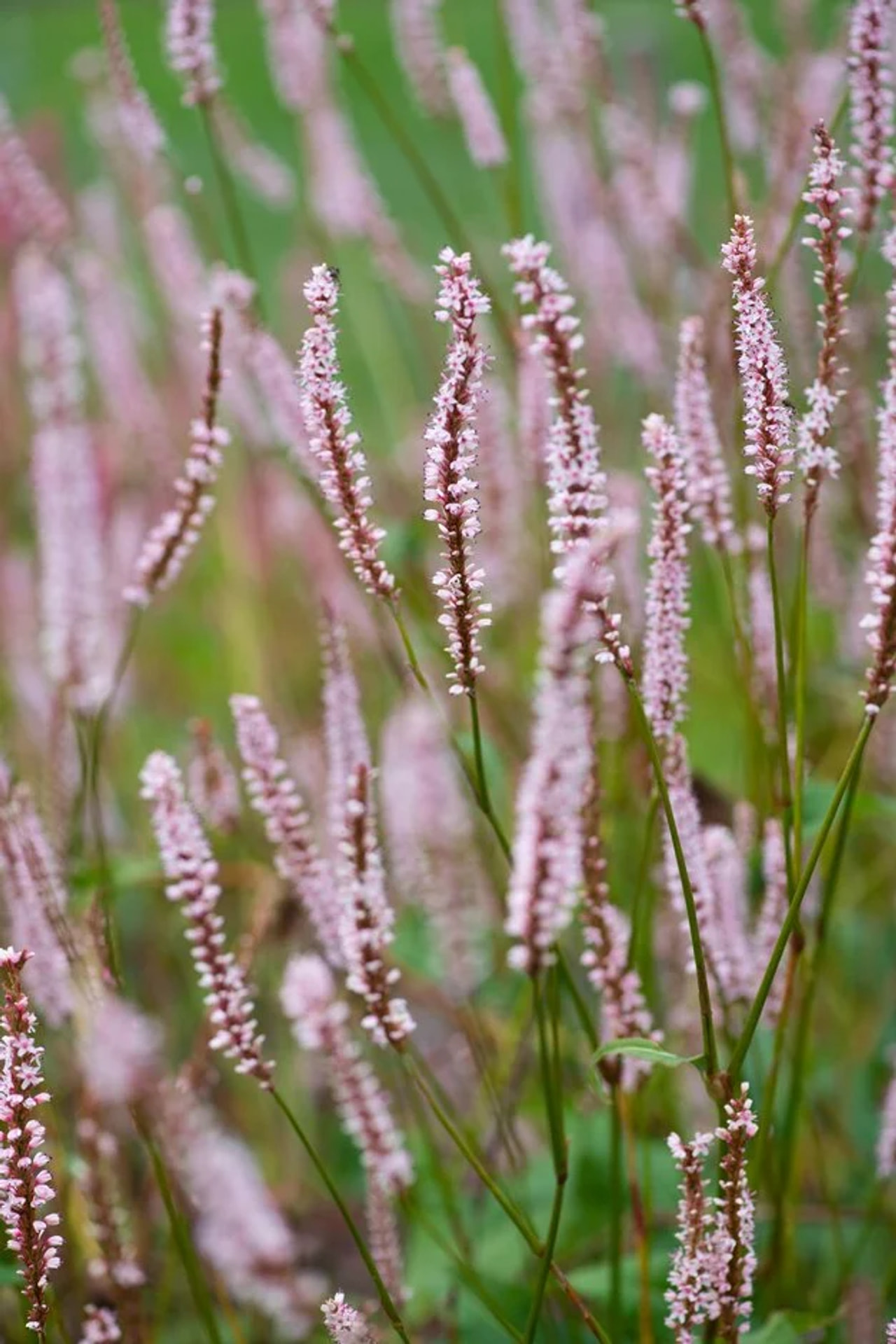 Konnantatar JS Misty Morning, Loukykvět