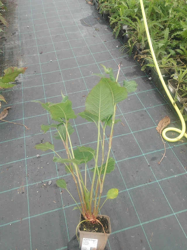 Konnantatar Fat Domino - 10. 9. 2025