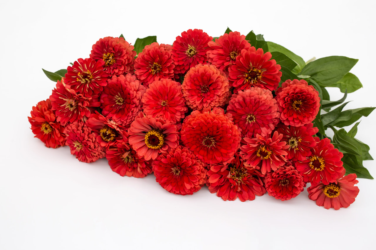 Zinnia Benary’s Giant Coral, Loukykvět