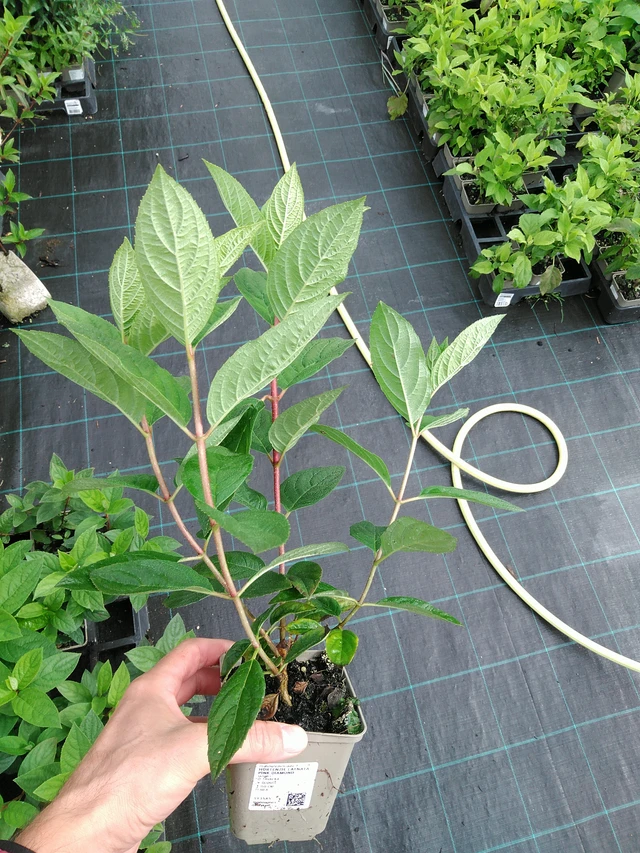 Syyshortensia Pink Diamond - 28. 7. 2025